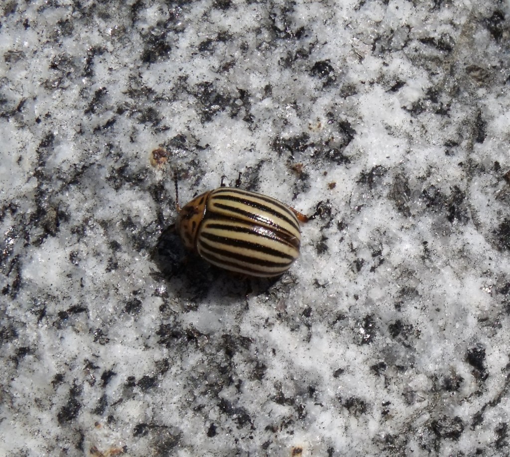 Colorado Potato Beetle_6-25-15_JO
